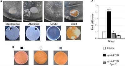 The Listeria monocytogenes exopolysaccharide significantly enhances colonization and survival on fresh produce